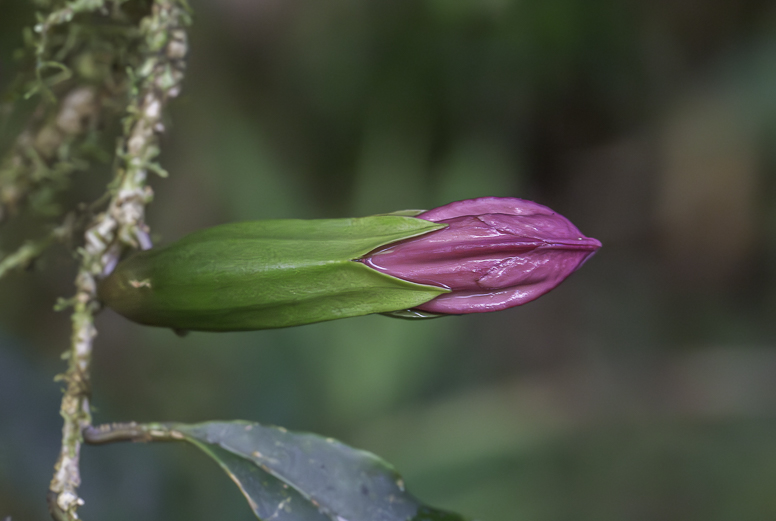 fungus - madagascar